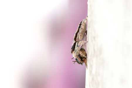 an jump spider have a fly for lunchの写真素材