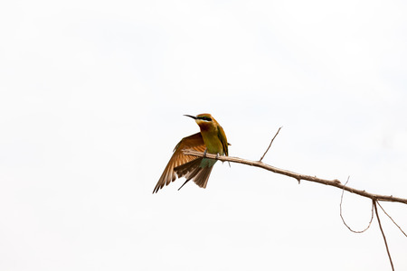Bee-eaters are a family of birds from the order scharrelaarvogels. The family has 26 species distributed over three generations.の写真素材