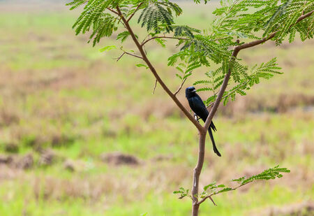 The koningsdrongo is a songbird species from the family of the Drongo's from the genus Dicrurus. の写真素材