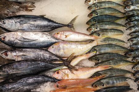 in an shop you find fish on iceの写真素材