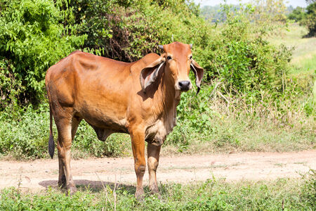 on the field in thailand you see a cowの写真素材