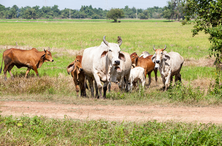 on the field in thailand you see a cowの写真素材