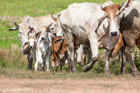 on the field in thailand you see a cowの写真素材