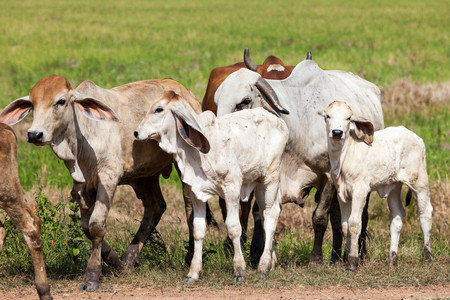 on the field in thailand you see a cowの写真素材