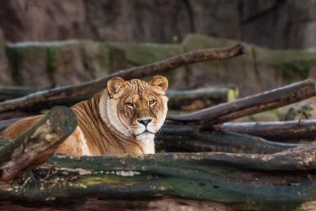 on a beautuful day in the park you can find an lionessの写真素材