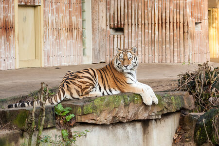 In the zoo of antwerp you find a tigerの写真素材