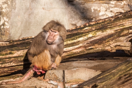 in the zoo you can find this apeの写真素材