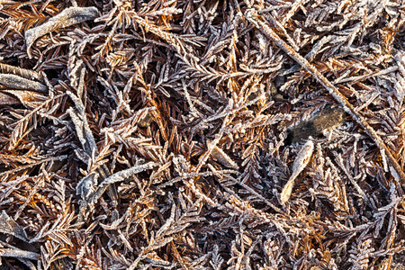 in the park in the winter you find frozen leafの写真素材