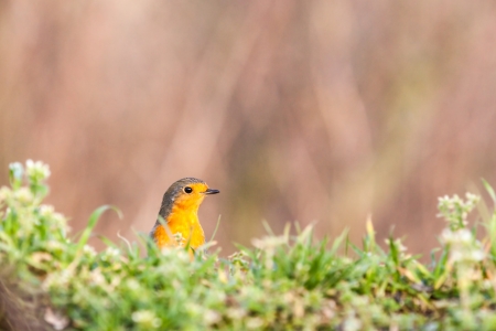 an rEuropean Robin is looking for dangerousの写真素材