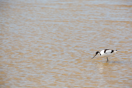 near by water yoy find an Pied Avocetの写真素材