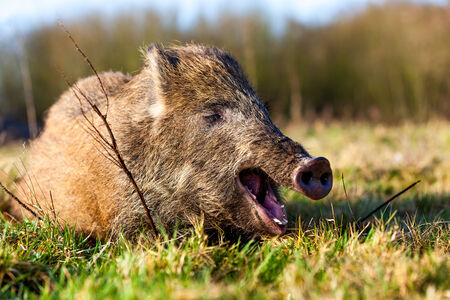 In the forest there lives wild boar