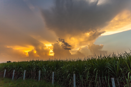 Sugar cane is a cultivated plant, which belongs to the grass family. As with other crops, it is not a natural kind, but rather a collection of plant varieties here.の写真素材