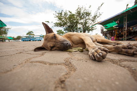 the market is sleeping a street dogの写真素材