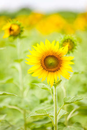 the back of sunflowers in the fieldの写真素材