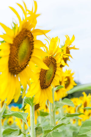 the back of sunflowers in the fieldの写真素材