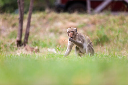 The macaque is a genus of the family of the Old World monkeys. Macaques live in Asia, India and Tibet eastward to Japan, Java, the Philippines and Celebes.の写真素材