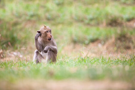 The macaque is a genus of the family of the Old World monkeys. Macaques live in Asia, India and Tibet eastward to Japan, Java, the Philippines and Celebes.の写真素材