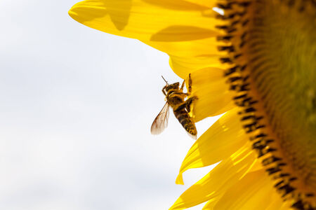 sunflowers in the field whit an beeの写真素材