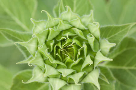 the back of sunflowers in the fieldの写真素材