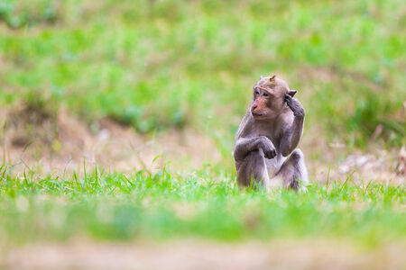 The macaque is a genus of the family of the Old World monkeys. Macaques live in Asia, India and Tibet eastward to Japan, Java, the Philippines and Celebes.の写真素材