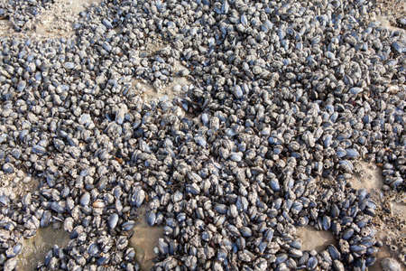 at the sea you find mussel bedの写真素材