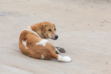 on the ground lie an dogの写真素材