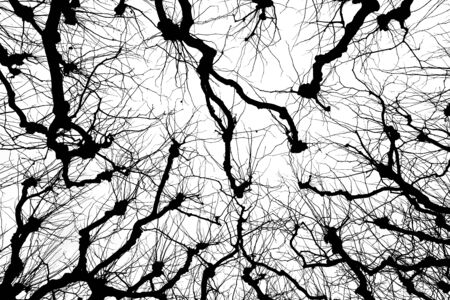 In the winter you find treetops in the forestの写真素材