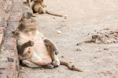 The macaque is a genus of the family of the Old World monkeys. Macaques live in Asia, India and Tibet eastward to Japan, Java, the Philippines and Celebes.の写真素材