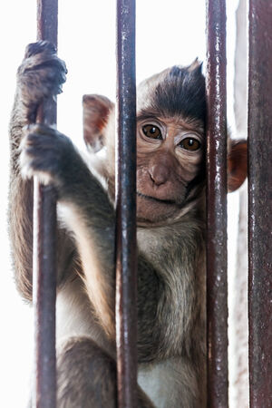 The macaque is a genus of the family of the Old World monkeys. 
