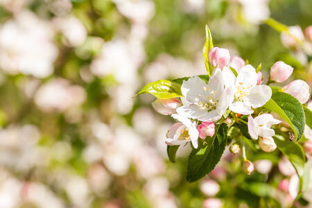in the garden there is an appeltree bloomingの写真素材