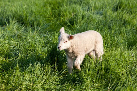 An lamb walk and looking around to his friends