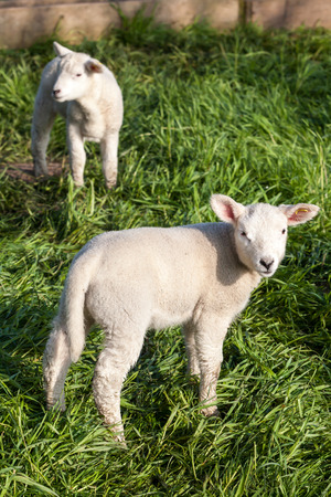 Two lamb stay and looking around near a wooden cratchの写真素材