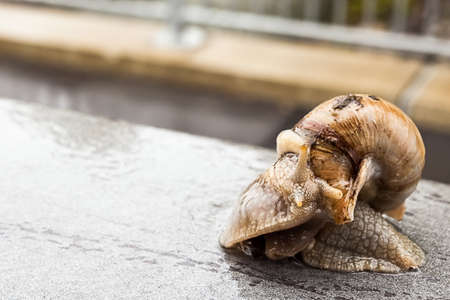 There sit an snail on the boundery