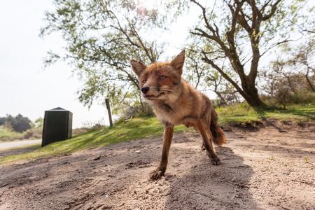 the fox stay in action in the parkの写真素材