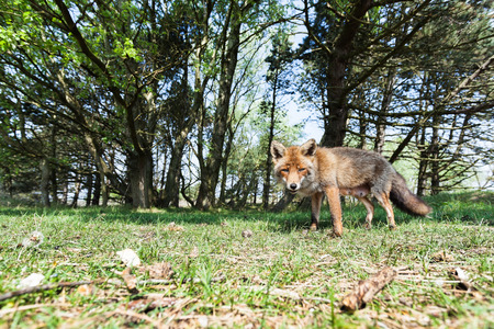 the fox stay in action in the park