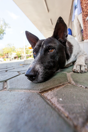 on a duckboards leis a streetdog waiting for somethingの写真素材