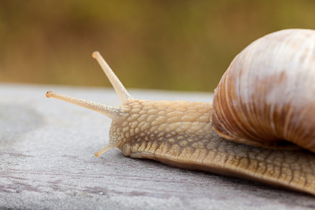 There sit an snail on the bounderyの写真素材