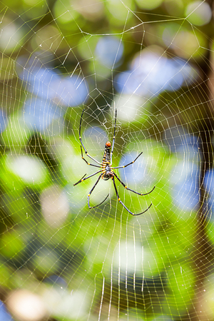 spider in a web in the forest of Thailandの写真素材