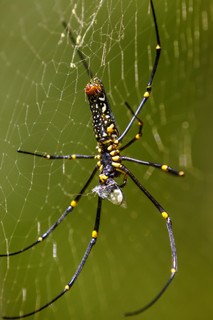 spider in a web in the forest of Thailandの写真素材