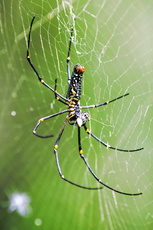 spider in a web in the forest of Thailandの写真素材