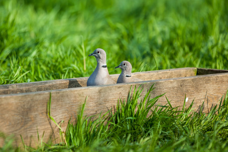 two pigeon sit in the wooden cratchの写真素材