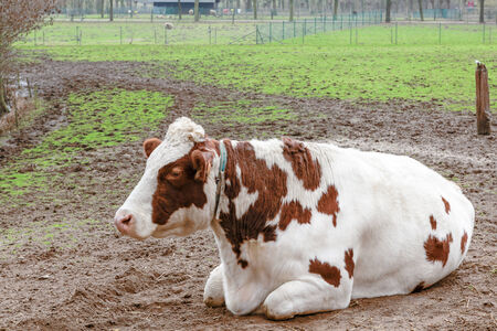 an cow whit brown stips on the skin ly down in the fieldの写真素材
