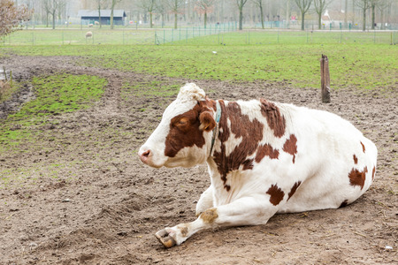 a noise from an cow stay close to meの写真素材