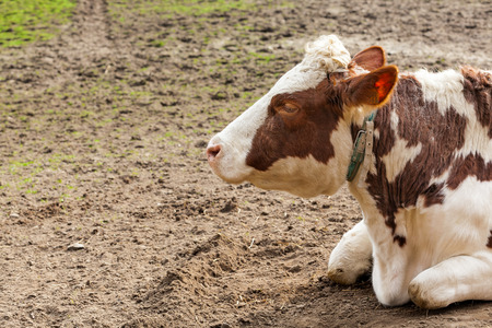 a noise from an cow stay close to meの写真素材