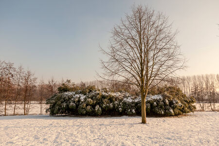 by sunrise at row of trees is the licht perfectの写真素材