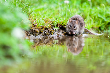 an rat drink water in the lake of the parkの写真素材