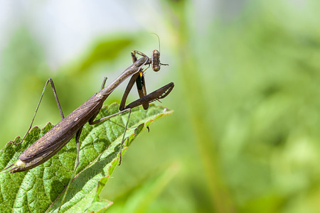 on an leaf stay an mantis cleaning his feedの写真素材
