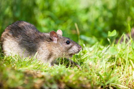 an rat eating in the grass of the parkの写真素材