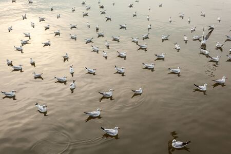 In the water of the sea sit alot seagullsの写真素材