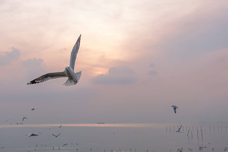 Near the water of the sea sit and fly alot seagullsの写真素材